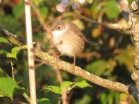 Sardinian Warbler1.jpg