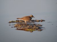 Little Ringed Plover.jpg