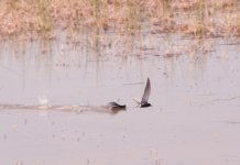 Black Tern.jpg