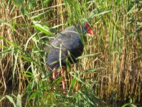 Purple Swamphen.jpg