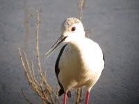 Black-winged Stilt1.jpg