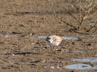 Kentish Plover.jpg