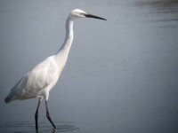 Little Egret.jpg