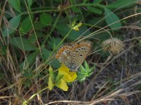 Common Blue female.jpg