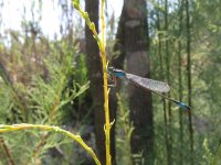 Blue-tailed Damselfly.jpg