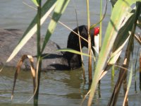 Red-knobbed Coot.jpg