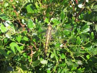 Black-tailed Skimmer.jpg