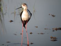 Black-winged Stilt.jpg