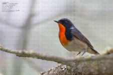 firethroat001.jpg