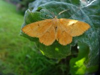Orange Moth Angerona prunaria.jpg