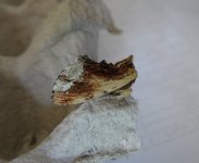 Maple Prominent Ptilodon cucullina.jpg
