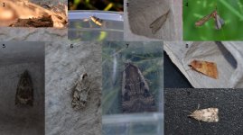 Unknown Moths.jpg