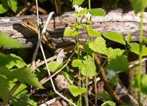 Snake (-) - 20140519-01.jpg