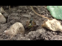 Wasp Snapshot 2 (28-07-2014 07-49).png