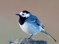 White Wagtail (Motacilla alba)_9.jpg