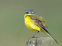 Western Yellow Wagtail (Motacilla flava)_7.jpg