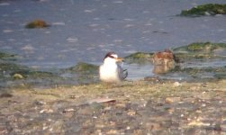 2cyLittleTern_Baltray_9thJuly2014(2).JPG