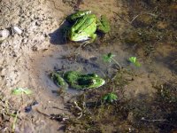 pond frogs ex IMG_2424 (800).JPG