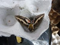 27 Bedstraw Hawk Moth Holme.jpg