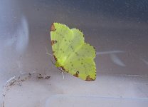 Brimstone Moth.jpg