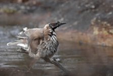 friarbird bathe Syd GH3 100-300mm_1270416.jpg