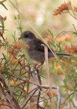 akamas Warbler.jpg