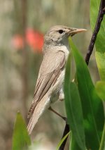 akrotiri Warbler.jpg