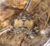 Moth-May-14-(2).jpg