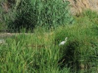 2014.06.02 Great Egret.JPG