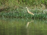 2014.06.02 Squacco Heron.JPG