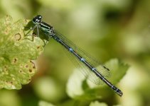 Female-Damsel-2.jpg