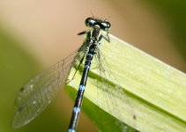 Female-Damsel-3.jpg