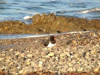 Oystercatcher.JPG