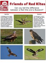 Kite-Buzzard chart.JPG