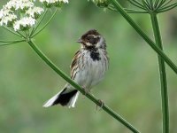 reedbunting2.jpg