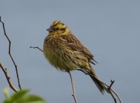 yellowhammer.JPG