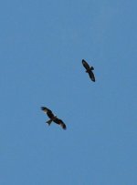 Kite - Buzzard in flight.JPG