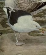 great black backed gull.jpg