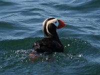 Tufted Puffin.JPG