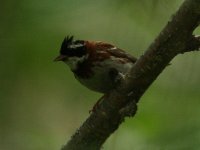 Rustic Bunting.JPG