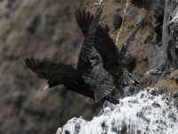 Red-faced Cormorant.JPG