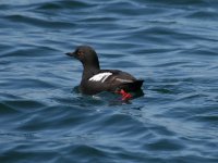 Pigeon Guillemot.JPG