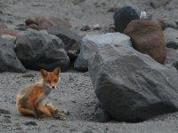 Fox and Snow Bunting.JPG