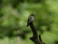 Dark-sided Flycatcher.JPG