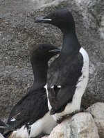 Brunnich's Guillemot.JPG