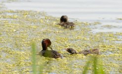 Little Grebe 14 june 1.jpg