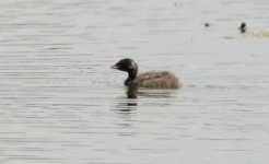 Little Grebe 14 june 2.jpg