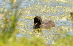 Little Grebe 14 june 3.jpg