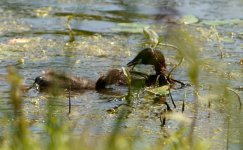 Little Grebe 14 june 4.jpg