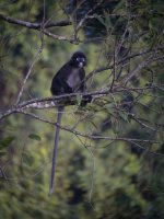 DSCN1984 Dusky Langur @ LAngkawi.JPG